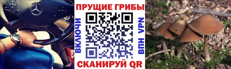 Псилоцибиновые грибы Psilocybine cubensis Маркс